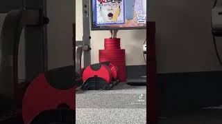 落ちてきたミーアキャット。미어캣(meerkat)#shorts