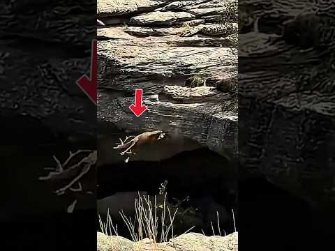 ¡Animales que Murieron de una manera perturbador!#wildlife#mundoanimal#parati