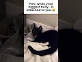 Tuxie Vs Tuxie