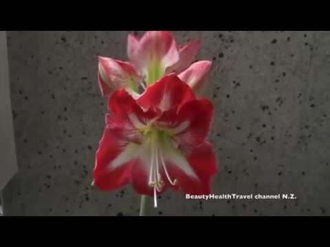 . Growing Amaryllis Indoors: Pink Star and Red: time-lapse