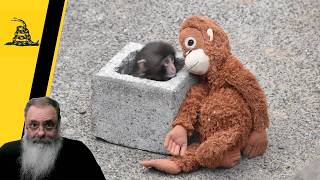 MACAQUINHO JAPONÊS PUNCHI-KUN chama atenção por ISOLAMENTO e por sua 