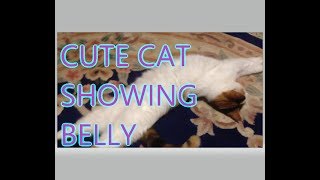 Cute Cat Showing Belly   ||   mrcreativequarter