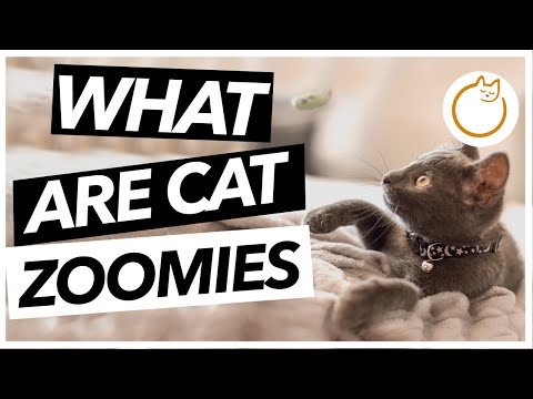 What Are Zoomies - Why Does My Cat Go CRAZY!