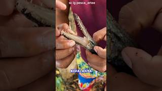 Download lagu MEMENGGAL KEPALA IKAN ALIGATOR DI BRAZIL‼️ #shorts mp3