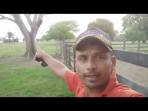 Cabalgando y grabando por el llano 