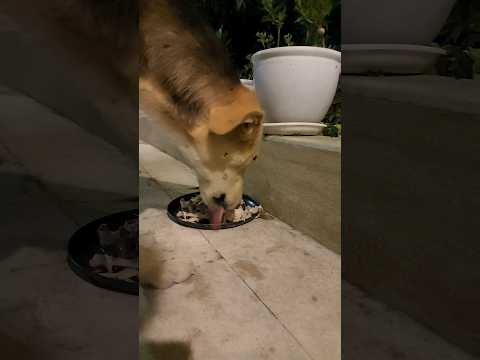 Dinner For Pesteh ، a dog that lives in our alley⭐️👊🐕