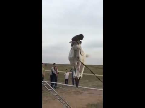 Cabra equilibrista con mono encima - Animales increíbles