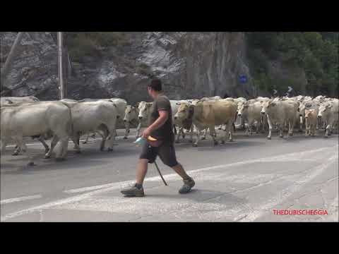 LA TRANSUMANZA DELLA VALLE VERMENAGNA IN TRANSITO PER L' ALPEGGIO A ROBILANTE (CN) SAB. 9 - 7 - 2022
