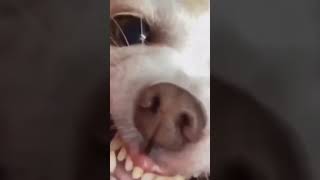 ☆Super Cute Animals☆Cute cats and funy dogs＆cat　videos compilation2021C⑯#Shorts