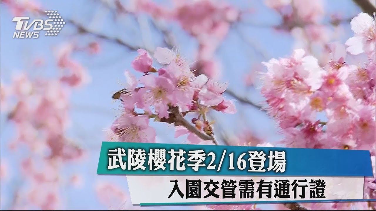 武陵櫻花祭2月16日登場 入園交管需有通行證