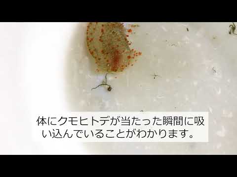 巻貝の食事いろいろ