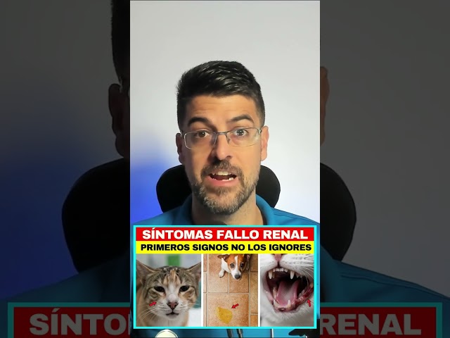Vídeo relacionado con Alteraciones del eje cardiovascular-renal en el perro y en el gato (MANUALES)