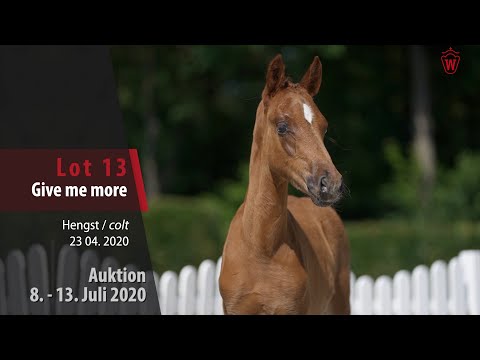 Online Auktion 9.-13. Juli: Lot 13 Give me more HF v. FS Golden Highlight- Hesselteichs Golden Dream