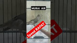 Download lagu masteran burung MURAI AIR GACOR mp3