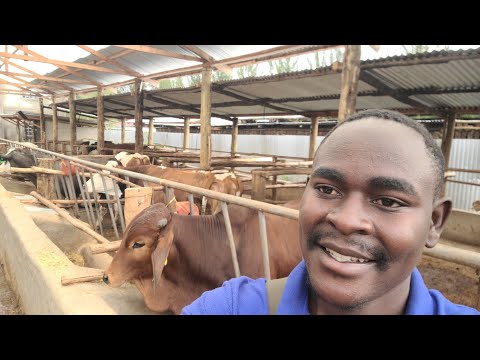 The Bull Fattening Business : Turning Cows Into Cash
