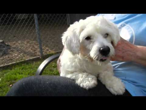 Danny Boy, an adopted Poodle in Houston, TX_image-1