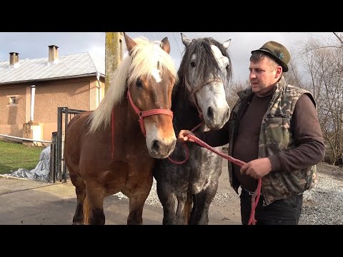 Caii lui Alin de la Ciceu Mihaesti, Bistrita Nasaud - 2023 Nou!!!