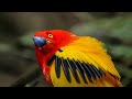 Unbelievable Bird Behaviours BBC Earth