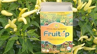 Download lagu 🔴Live Streaming Di Tanaman Cabe Pakai Produk Nasa mp3 Download lagu 🔴Live Streaming Di Tanaman Cabe Pakai Produk Nasa mp3