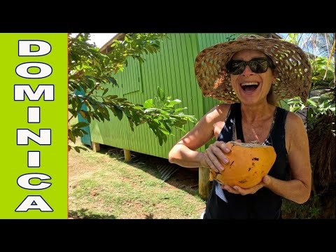 Why You Should Sail to DOMINICA Right Now! E101