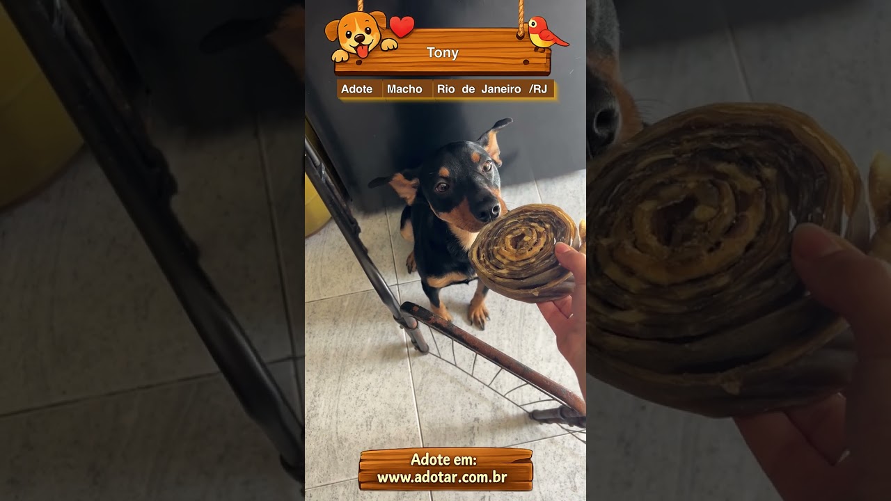 Cachorro raça SRD-ViraLata idade 1 ano nome Tony 