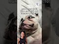 Perros, Gatos y más animales domésticos 4 Video thumbnail