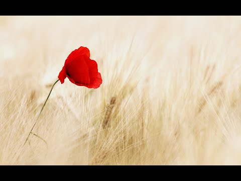 Gocce di nardo - PIÙ DI GESÙ - Domenica 10 Maggio 2020