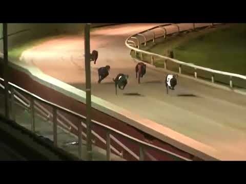 Afton Pixie - BGBF British Bred St Leger Heat 2