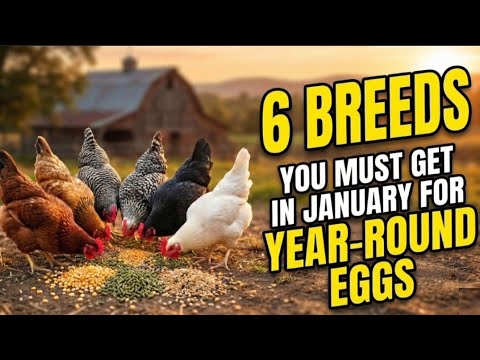 6 Best Heritage Breeds for Eggs All Year Round.