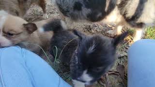 Cardigan Welsh Corgi Puppies Videos