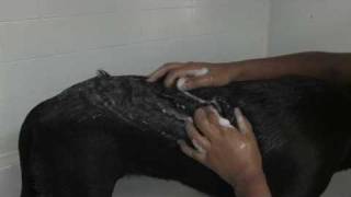 Dog Care : How to Groom Your Dog At Home