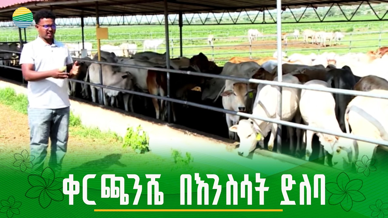 የእንስሳት መኖን በራስ አቅም