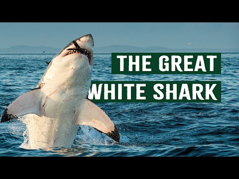 The Hidden World of Great White Sharks | Apex Predator Documentary
