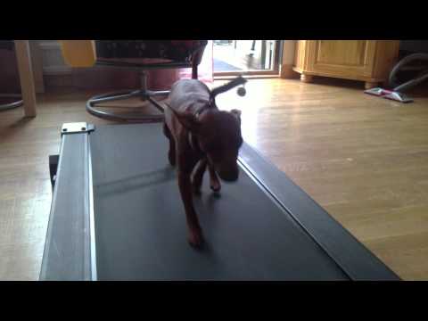 Lillan springer på löpbandet