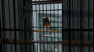 Download lagu TRETEKAN MURAI TROTOL FIGHTER mp3