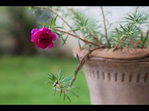 How to Grow and Care for Blooming Moss Roses (Urdu/hindi) Video