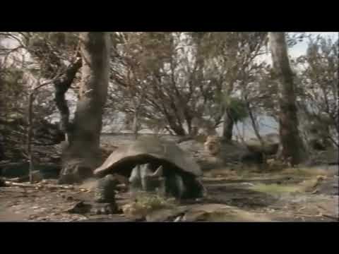 Once Upon Australia [1995] - Meiolania Screen Time