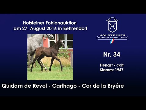 Holsteiner Fohlenauktion 2016 in Behrendorf - Nr. 34 v. Quidam de Revel - Carthago