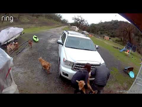 First time trimming hooves 😆 I need to order a trimming stand. Lol