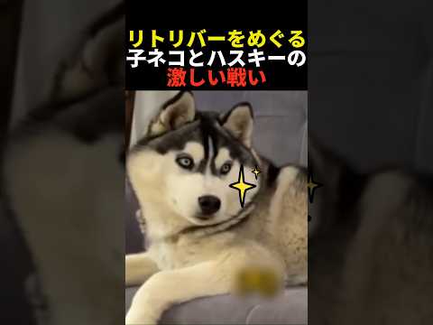 リトリバーをめぐる子ネコとハスキーの激しい戦い