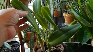 Orchid Fails - orchids that should have flowered