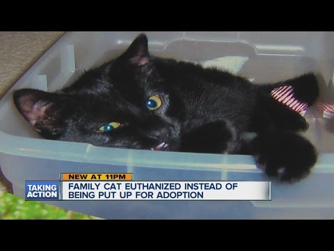 Family cat euthanized instead of being put up for adoption