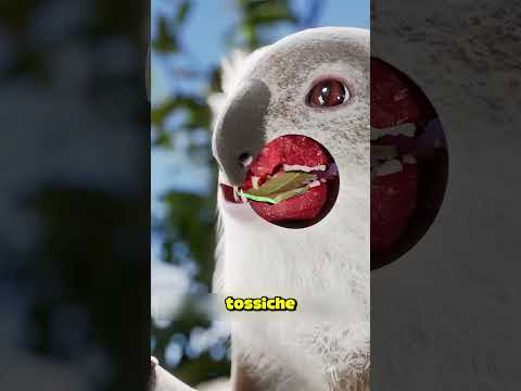 LA MAMMA KOALA FA MANGIARE UNA COSA MOLTO STRANA AI SUOI CUCCIOLI