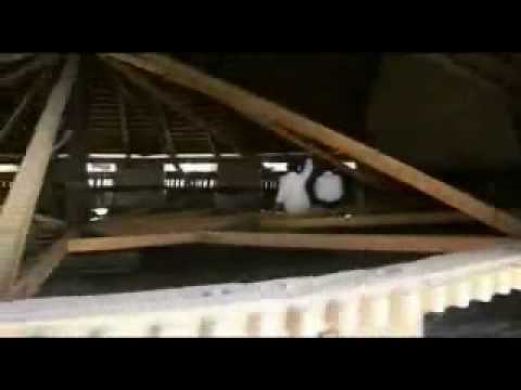 Dike - Tucin spletkol