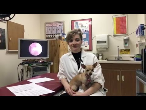 Why is my dog itching? Dr. Schissler answers dog allergy questions