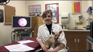 Why is my dog itching? Dr. Schissler answers dog allergy questions