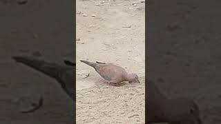 Download lagu Tourterelle MAILLÉE #birds #shorts #tourterelle mp3 Download lagu Tourterelle MAILLÉE #birds #shorts #tourterelle mp3