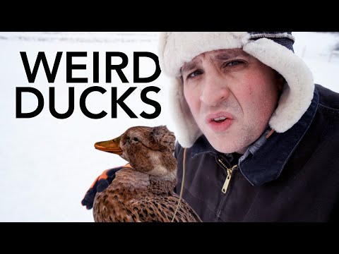 , title : 'Breeding Freak Ducks'