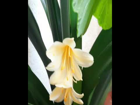 Clivia Miniata Yellow 💛 #shorts #flowers