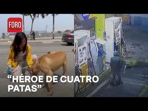 Perrito ‘Gringo’ frustró un robo en una gasolinera en Perú - Las Noticias